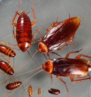 Dịch vụ diệt gián 