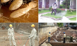 Cách diệt mối nhanh nhất cho công ty 
