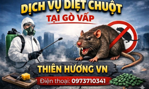 Dịch vụ diệt chuột tại Gò Vấp
