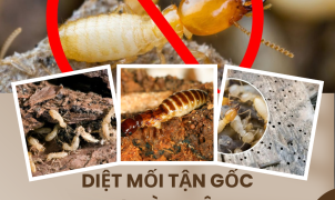 Diệt mối tận gốc tại Bình Tân