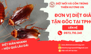 Đơn vị diệt gián tận gốc tại TPHCM