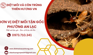 Đơn vị diệt mối tận gốc Quận Bình Tân